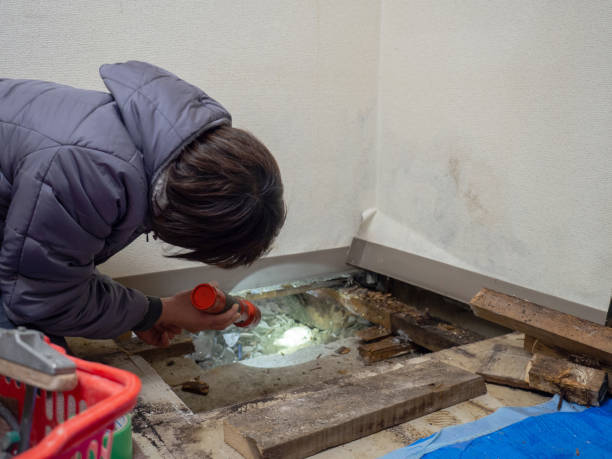 Best Dehumidification Services  in Island City, OR