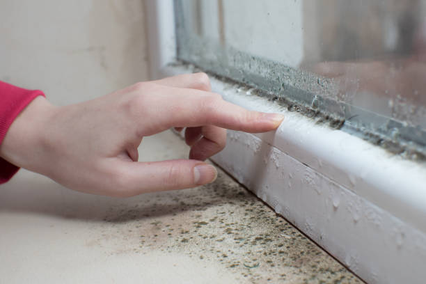 Best Residential Mold Inspection & Testing  in Island City, OR